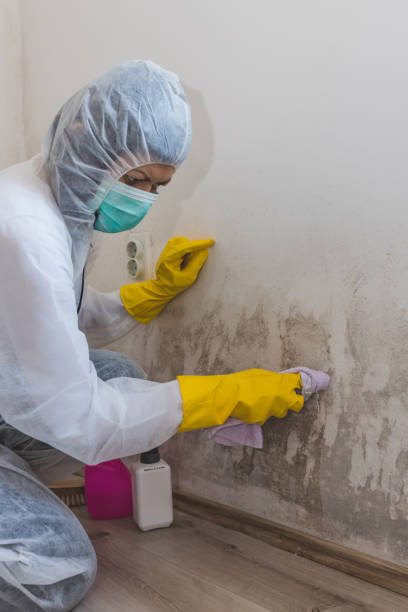 Best Comprehensive Air Testing for Mold Contaminants  in Rossmoyne, OH
