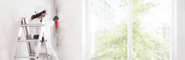 Best Attic Mold Removal  in Rossmoyne, OH